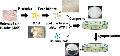 Utility of Air Bladder-Derived Nanostructured ECM for Tissue Regeneration